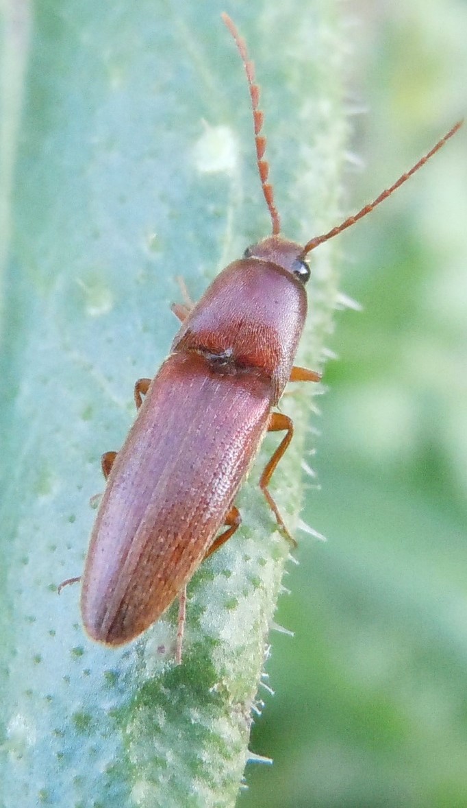 Agriotes litigiosus (Elateridae)